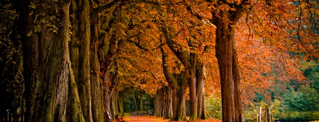 Autumn